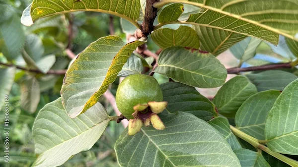 Guava Leaves: Health Benefits Overview
